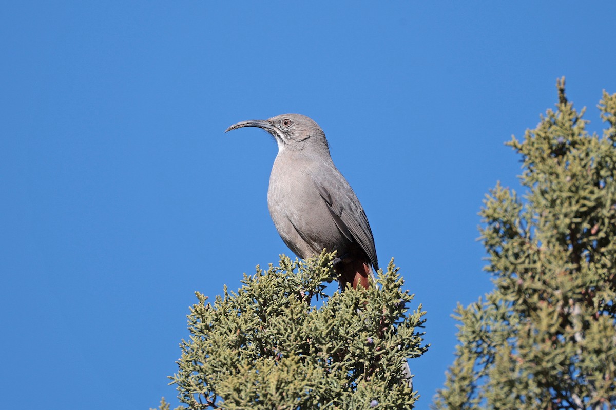 Crissal Thrasher - ML646658838