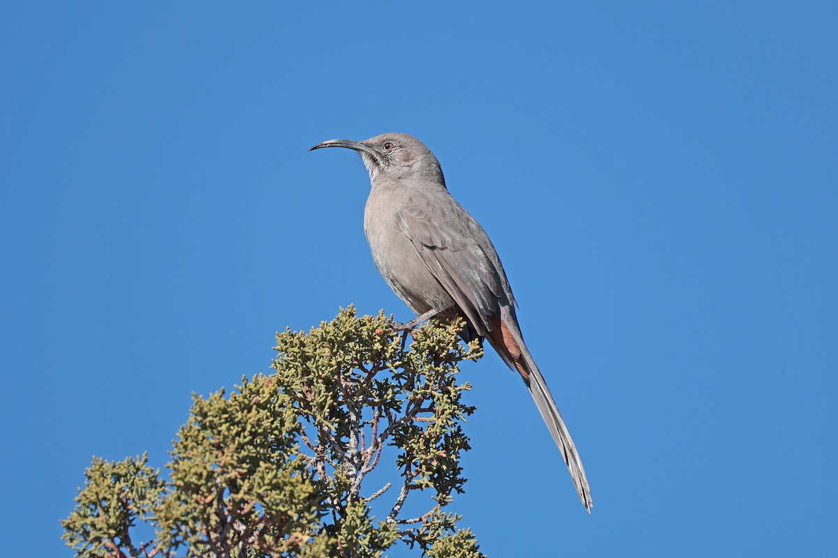 Crissal Thrasher - ML646658839