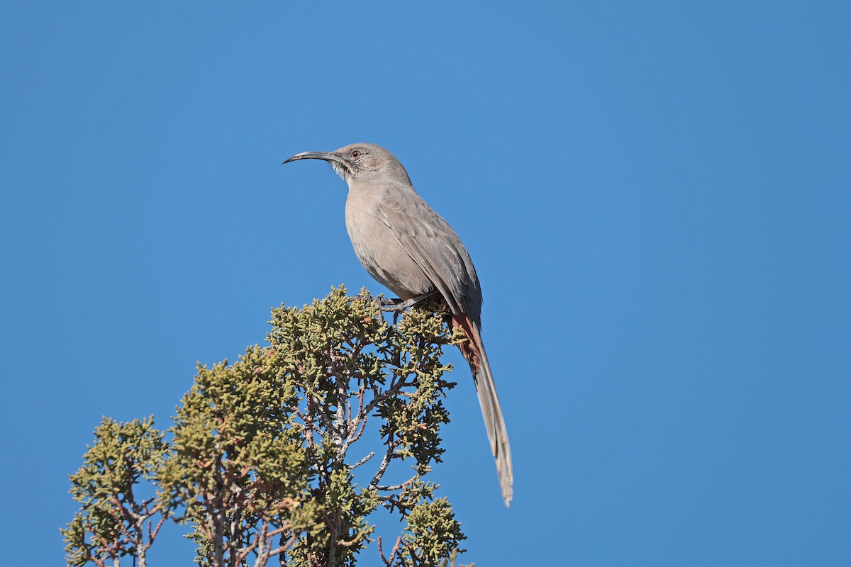 Crissal Thrasher - ML646658840