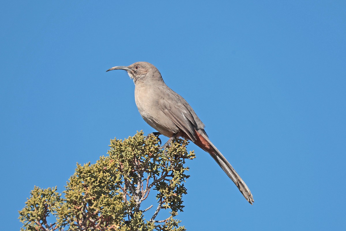Crissal Thrasher - ML646658841