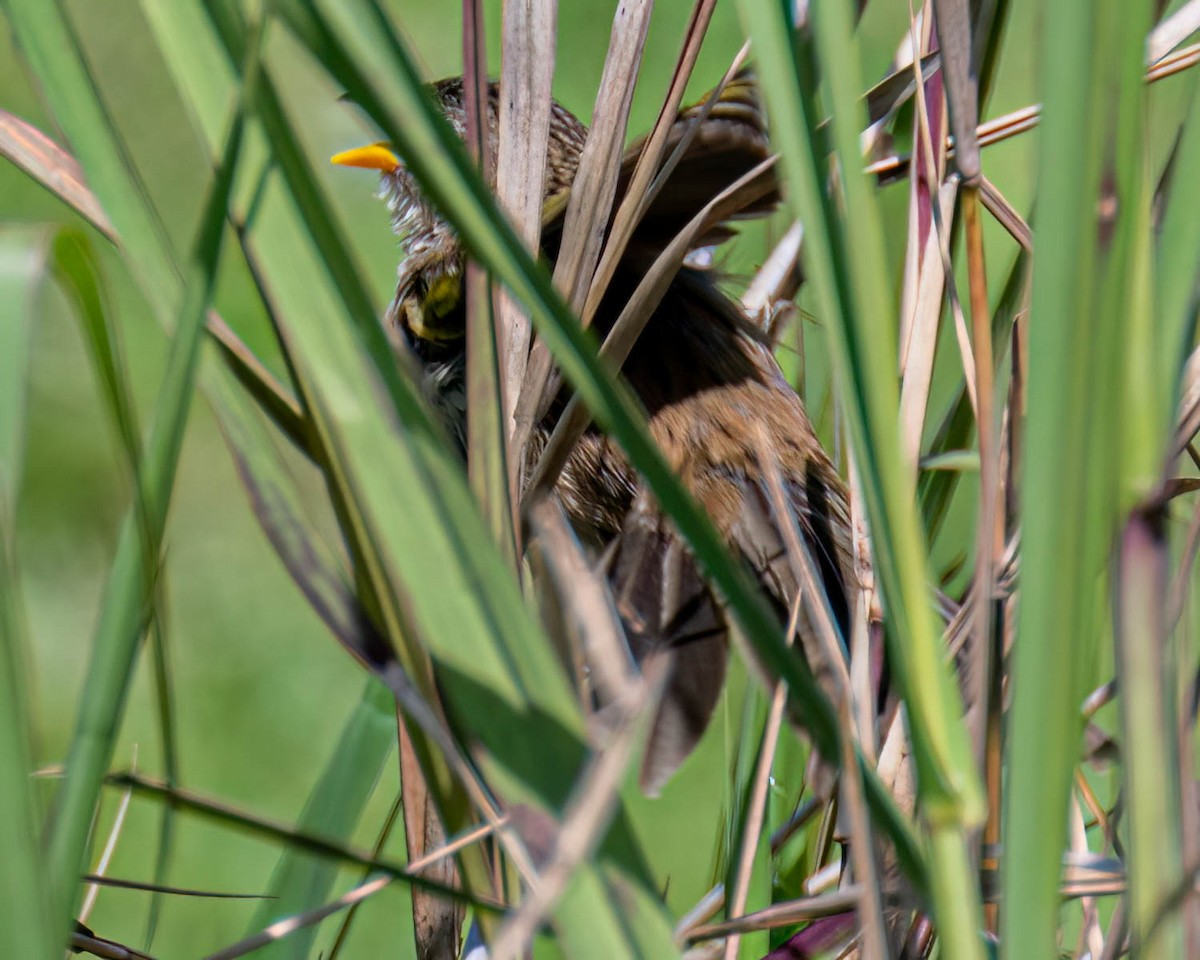 Wedge-tailed Grass-Finch - ML646658844