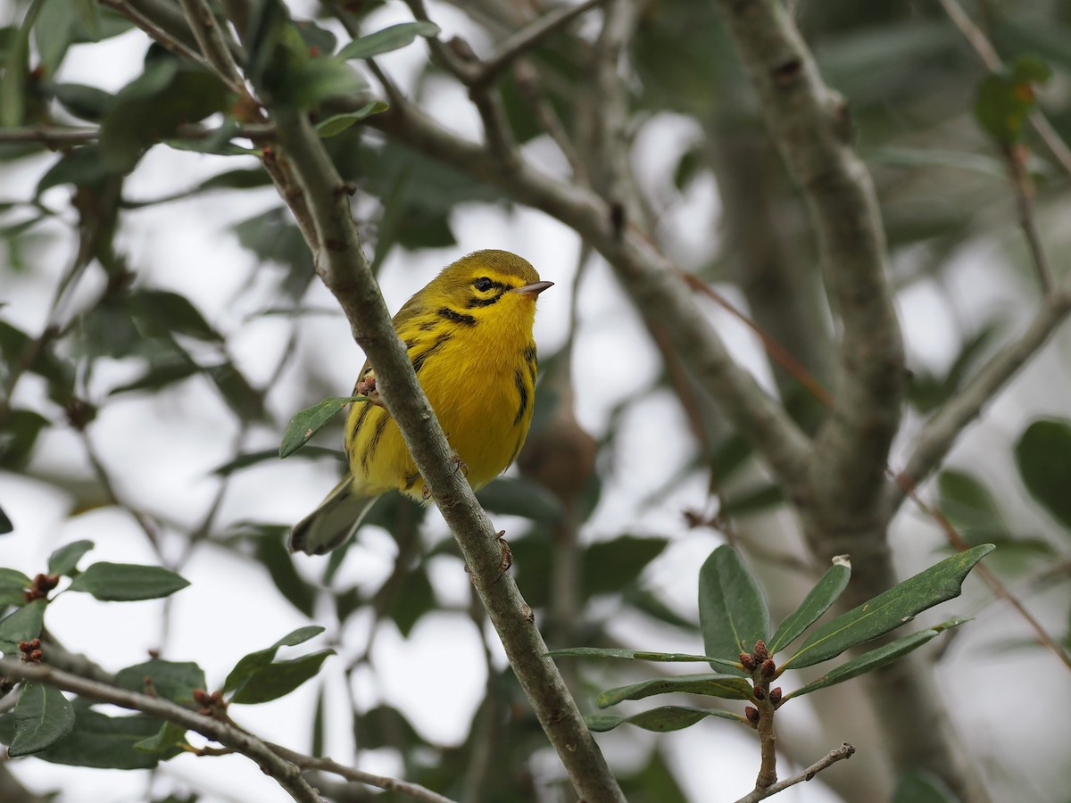 buskparula - ML646658845