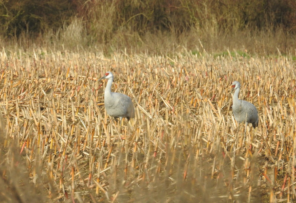 Sandhill Crane - ML646658849