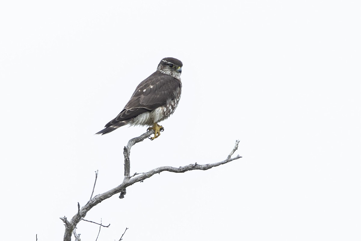 בז גמדי - ML646658850