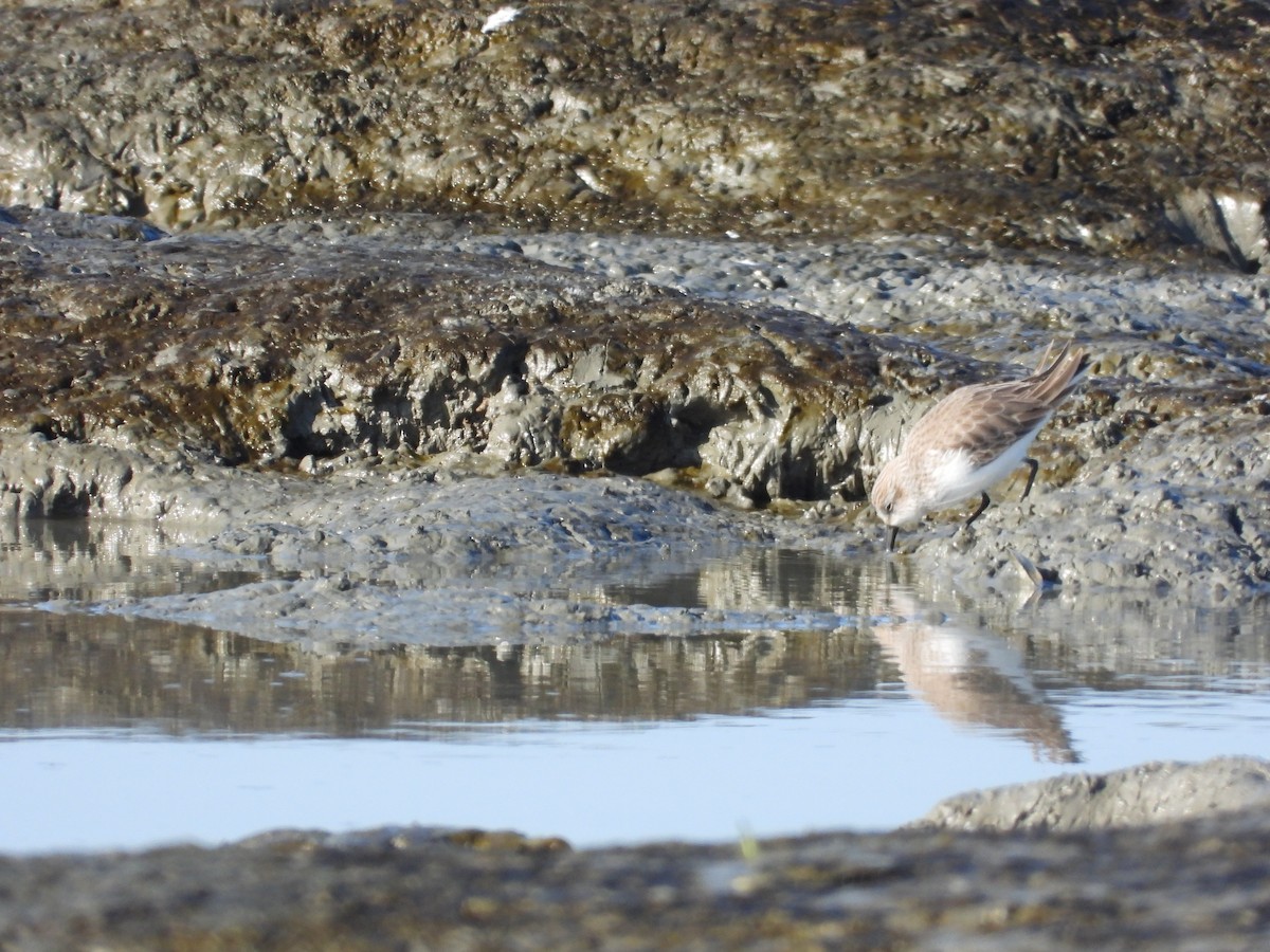 Western Sandpiper - ML646658858