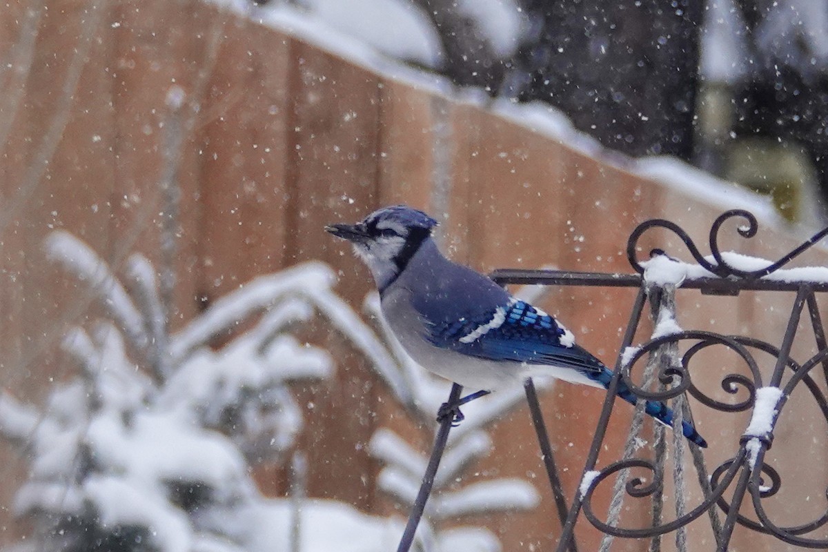 Blue Jay - ML646658859