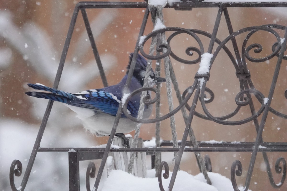 Blue Jay - ML646658860