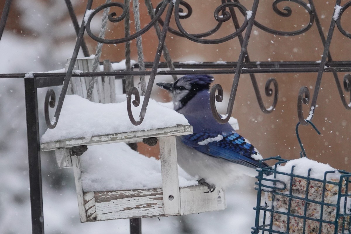 Blue Jay - ML646658861