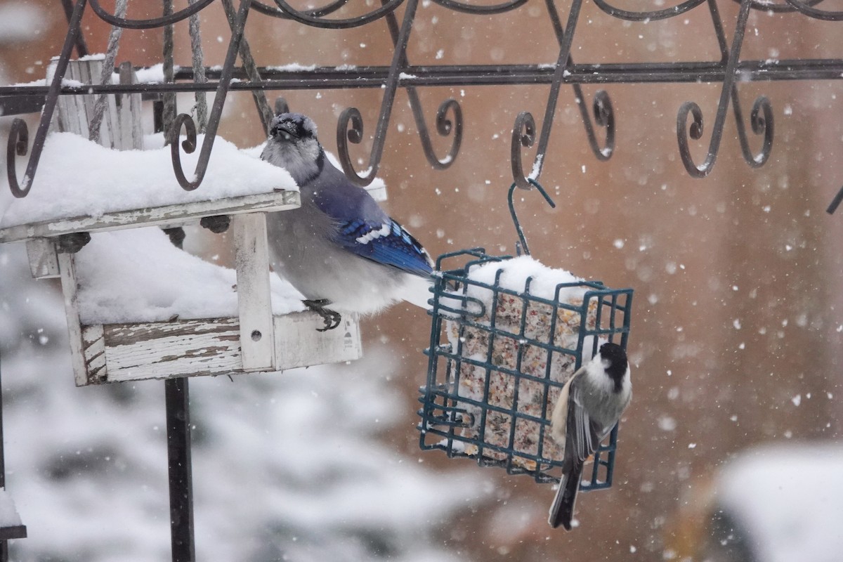 Blue Jay - ML646658862