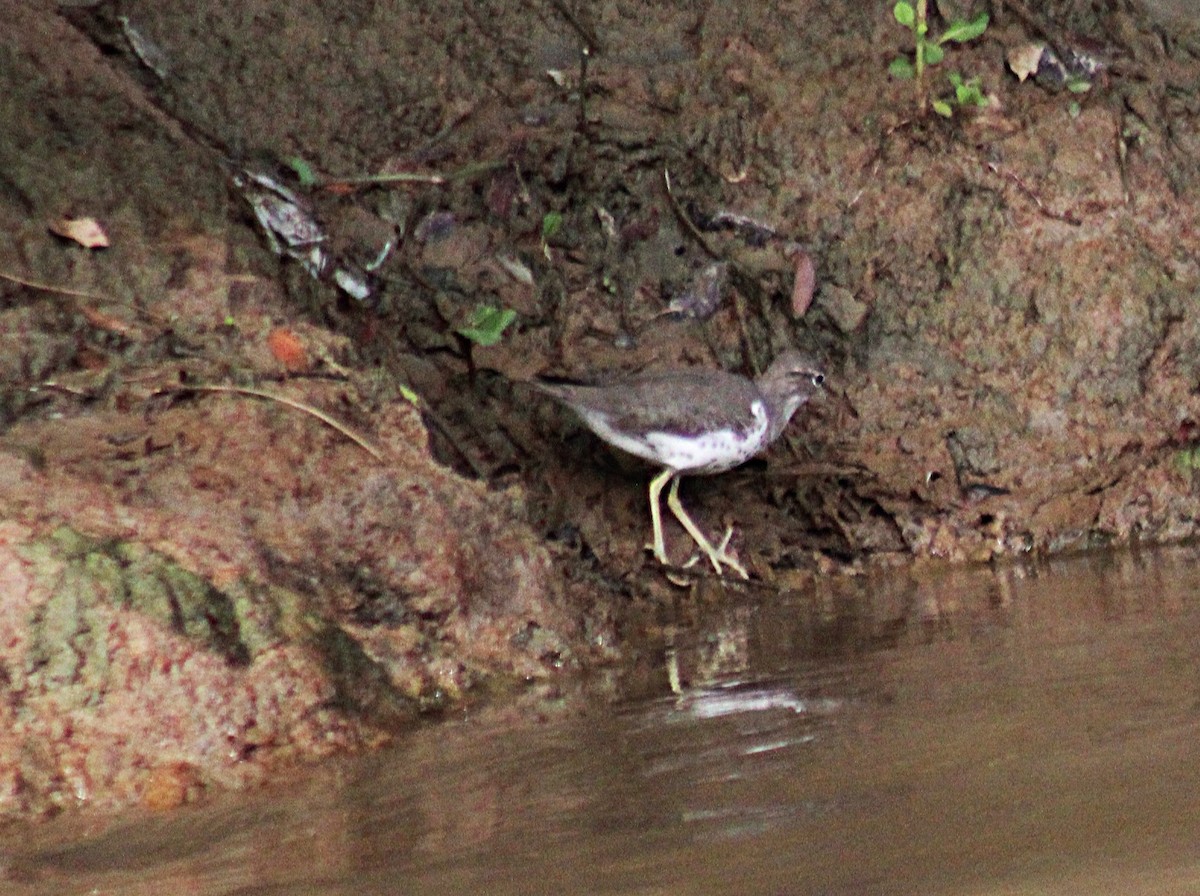 ביצנית נקודה - ML646658863