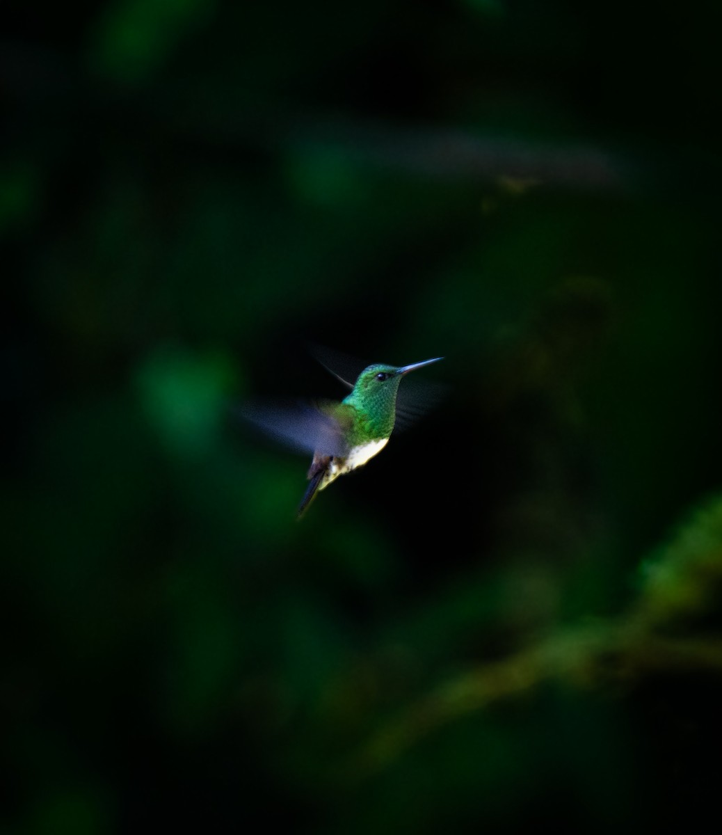 Snowy-bellied Hummingbird - ML646658864