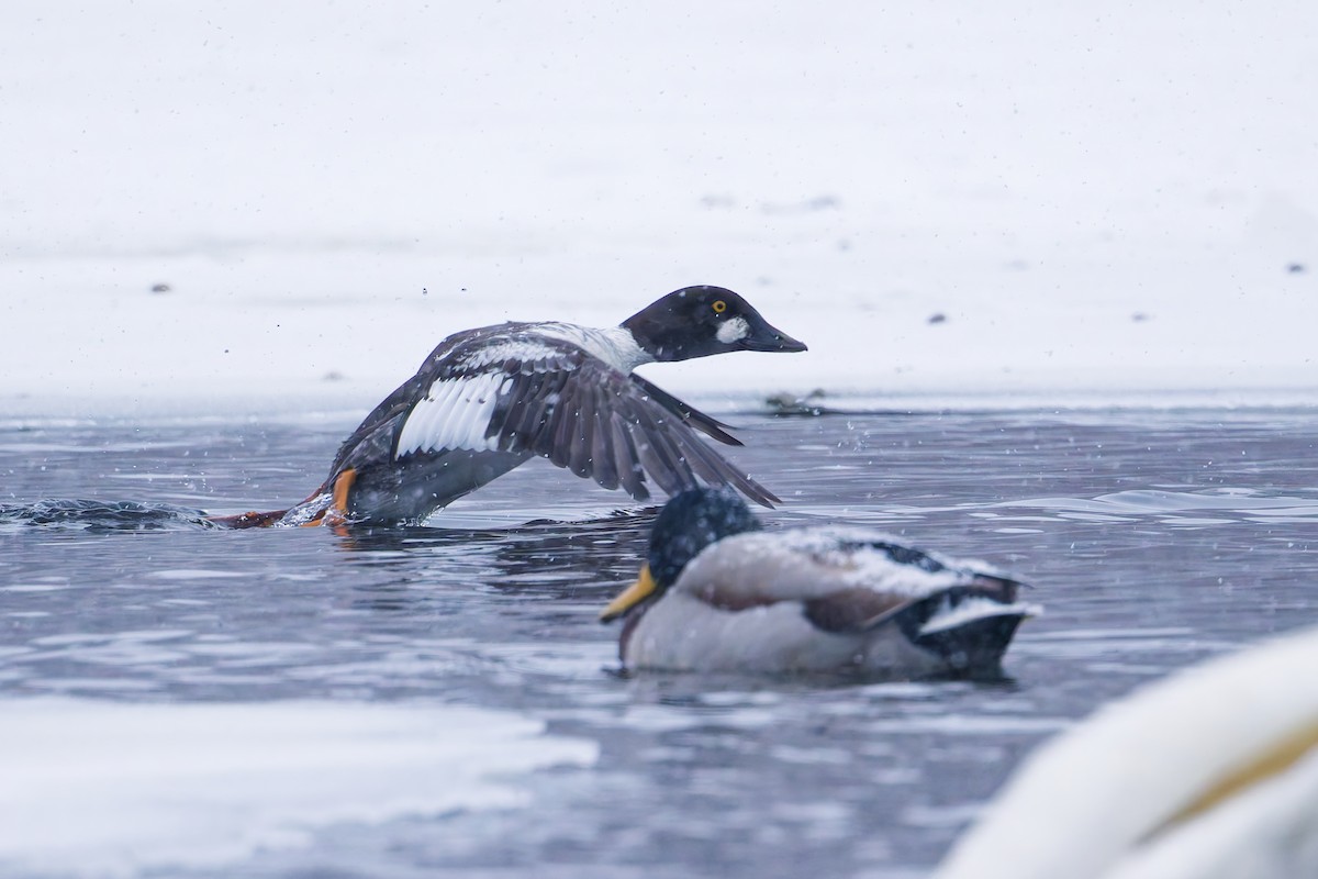 Altıngöz - ML646658866