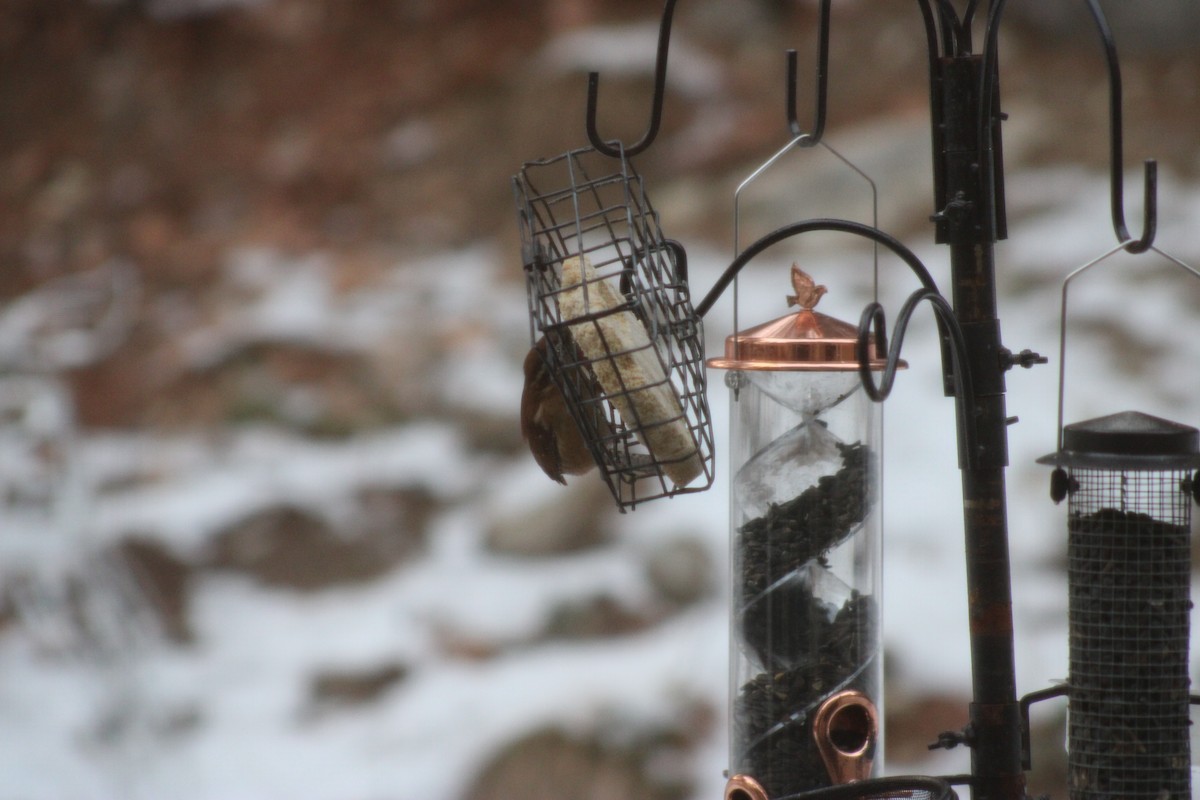 Karolina Çıtkuşu - ML646658867