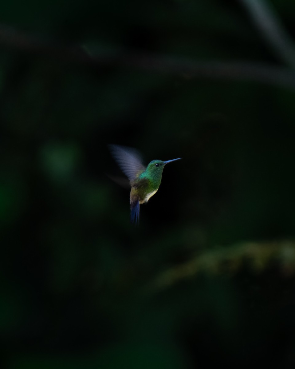 Snowy-bellied Hummingbird - ML646658869