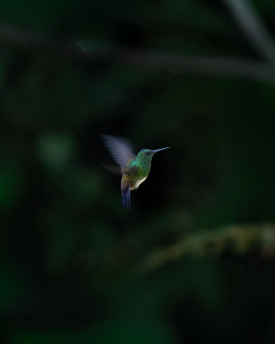 Snowy-bellied Hummingbird - ML646658870