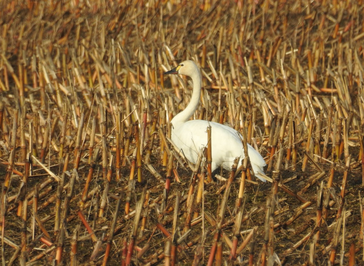 Tundra Swan - ML646658876