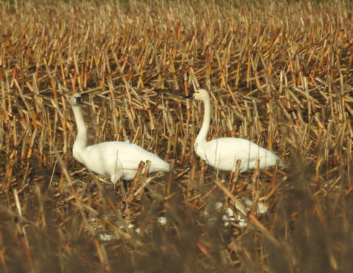 Tundra Swan - ML646658877
