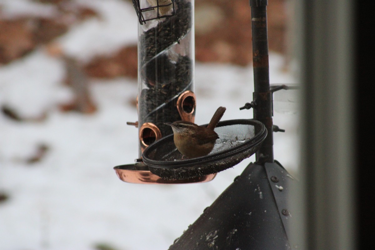 Karolina Çıtkuşu - ML646658881