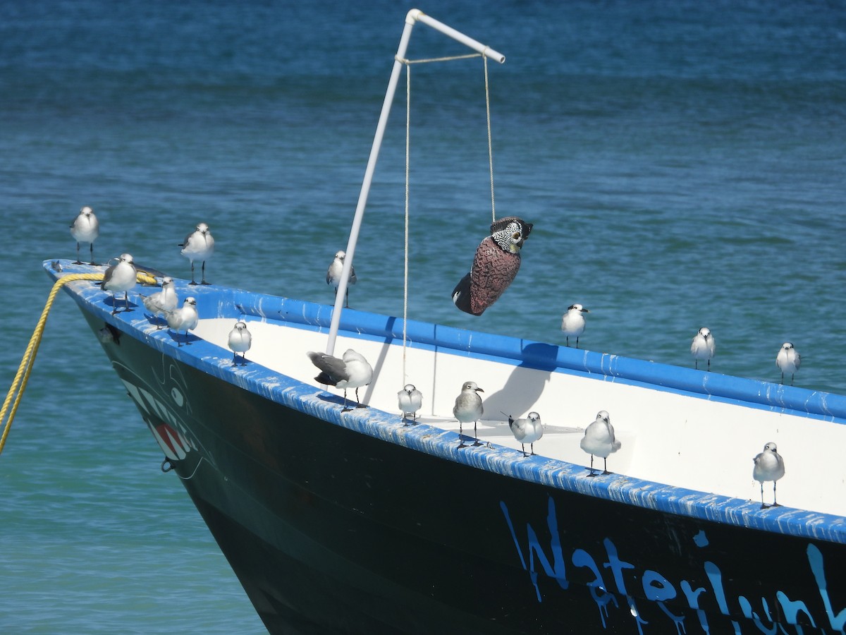 Sandwich Tern - ML646658882