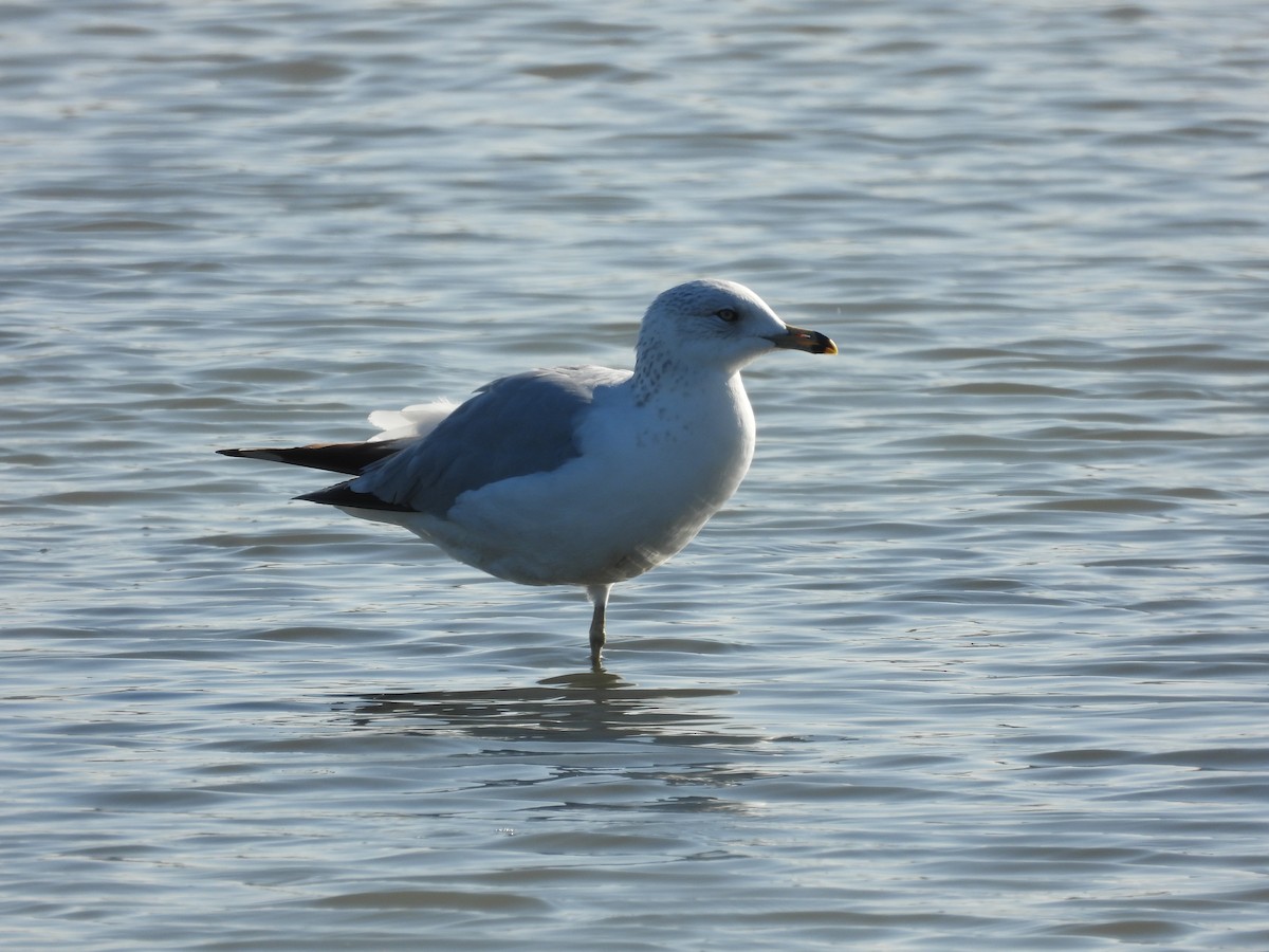 Ring-billed Gull - ML646658887