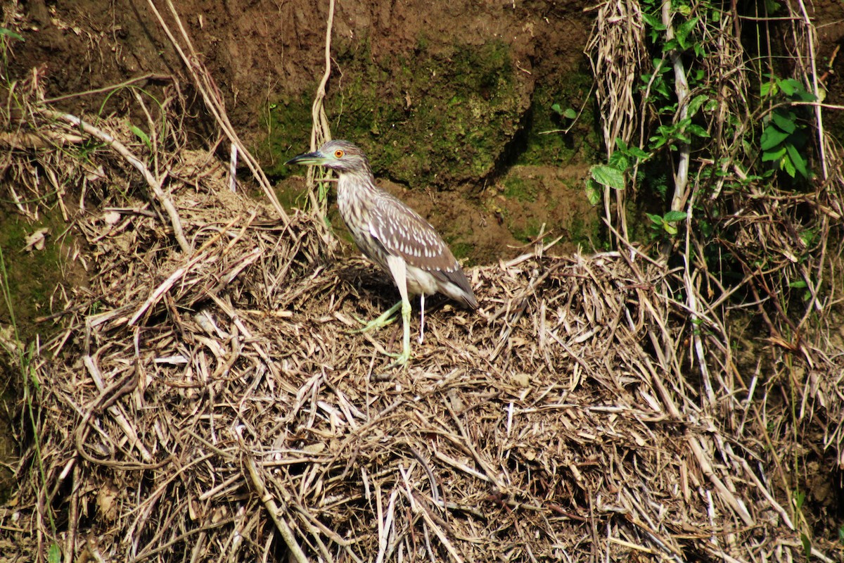 אנפת לילה - ML646658888