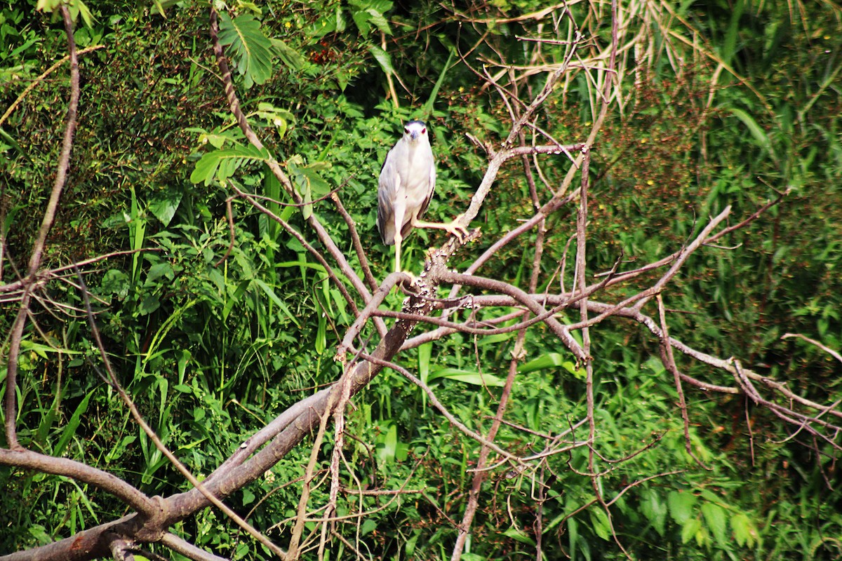 אנפת לילה - ML646658889