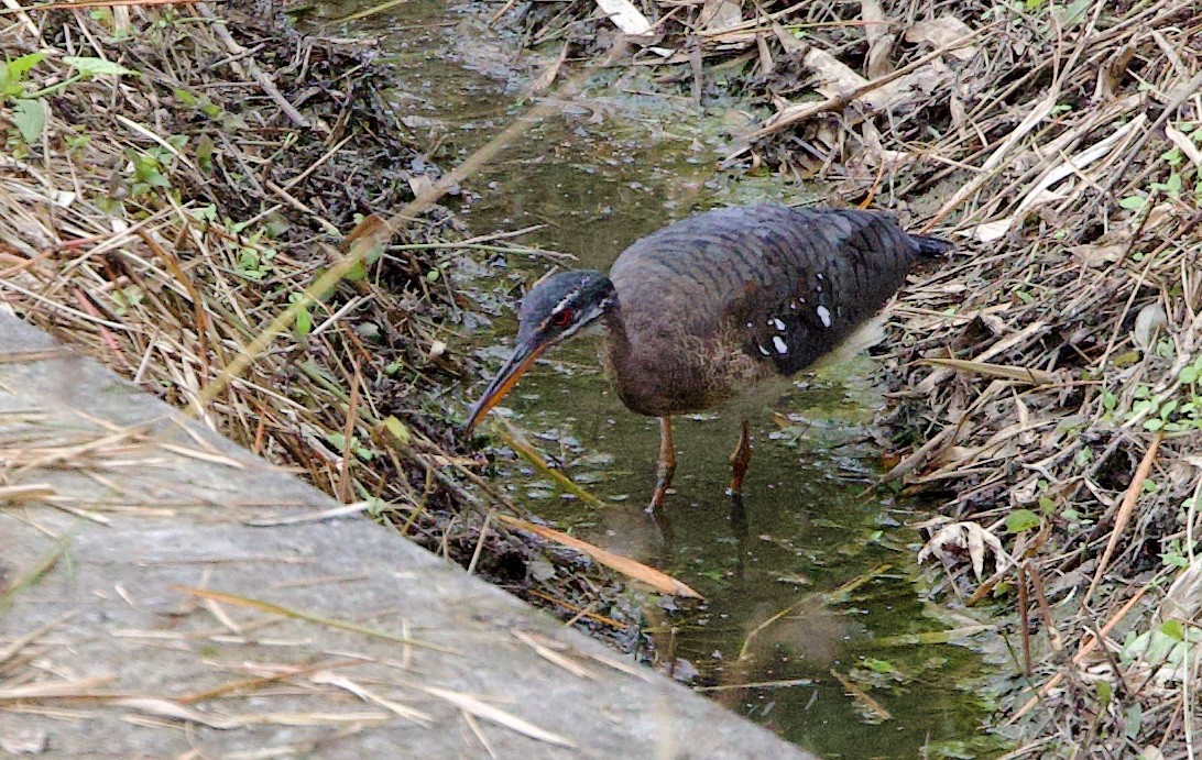 Солнечная цапля - ML646658890