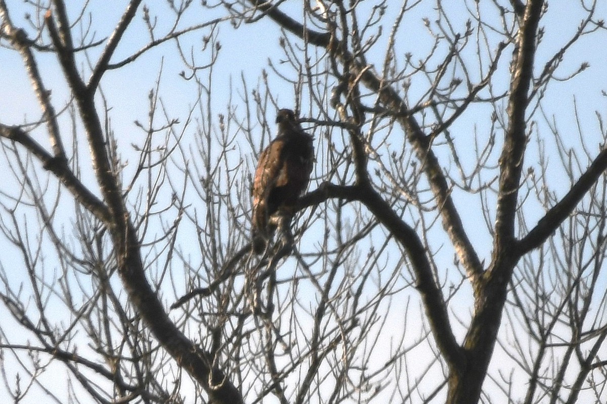 Bald Eagle - ML646658892