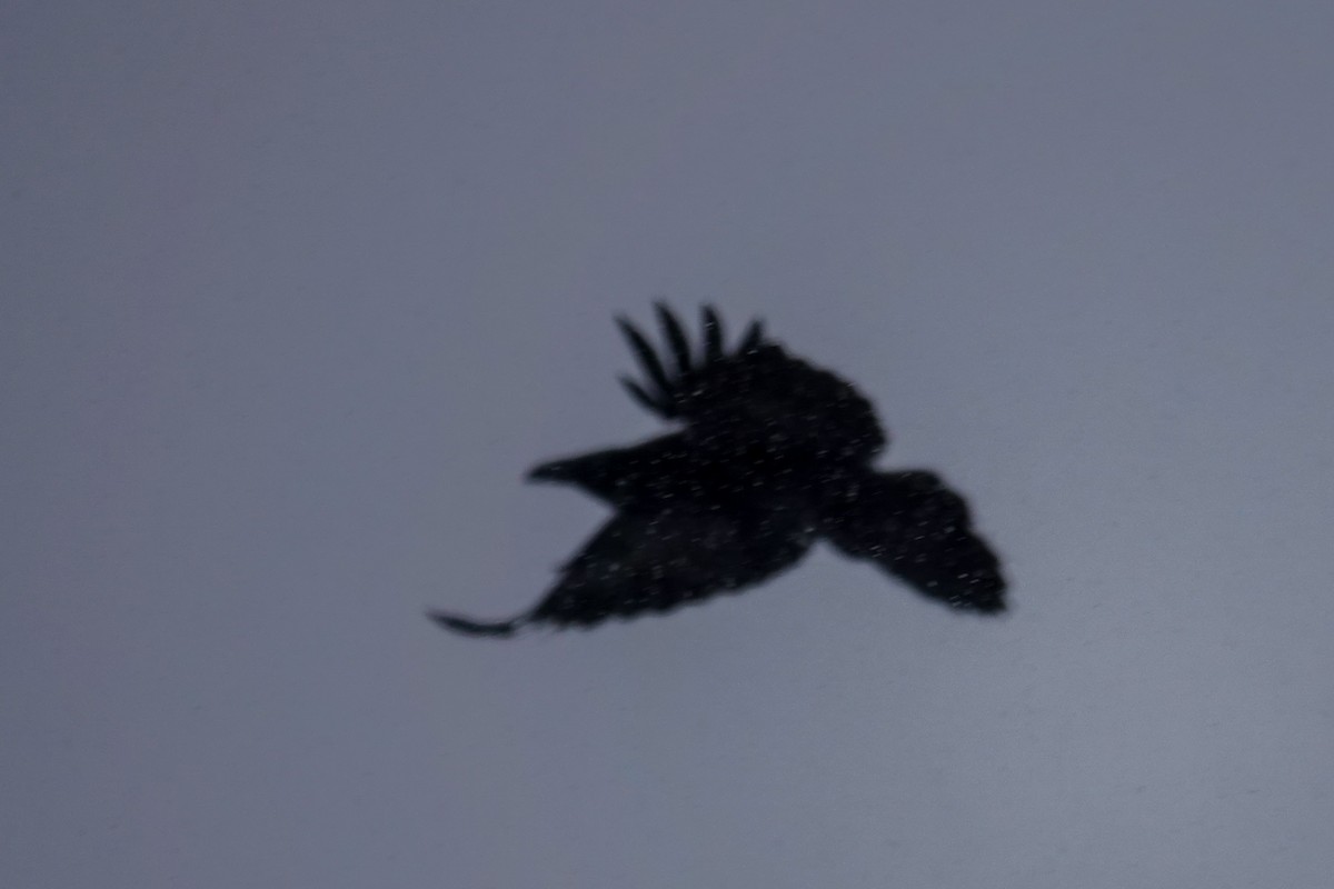 Corvo imperiale - ML646658897