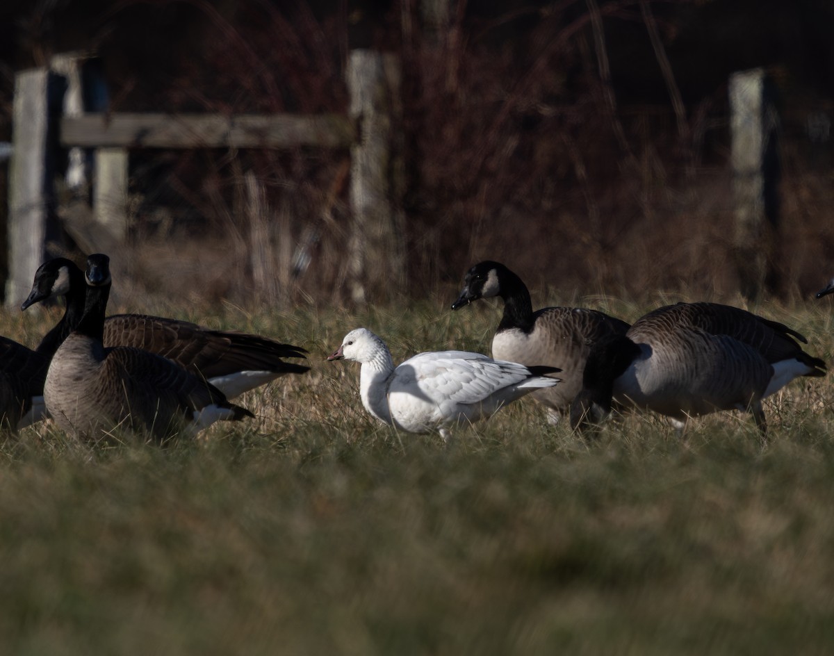 Küçük Kar Kazı - ML646658898