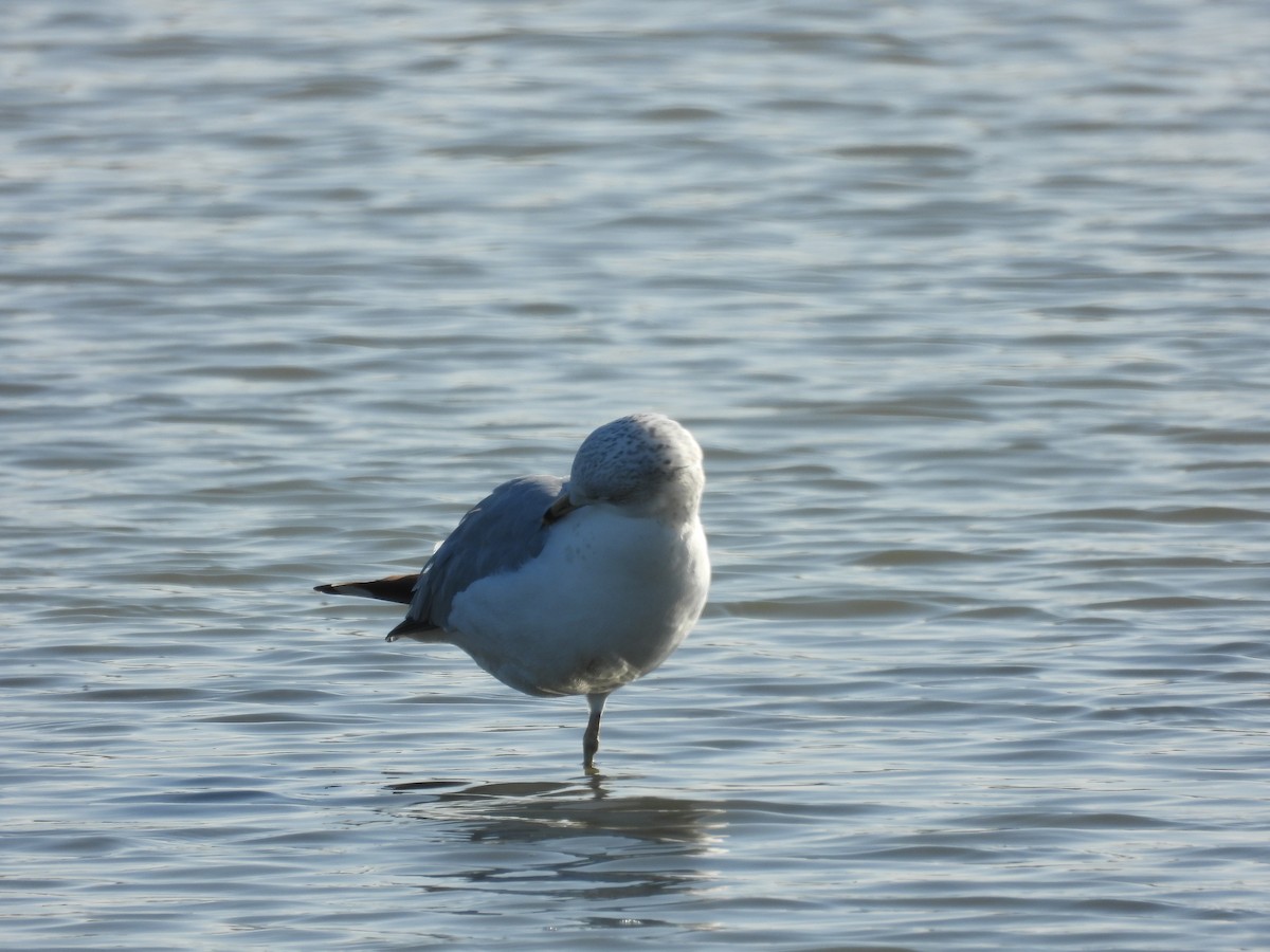 Ring-billed Gull - ML646658899