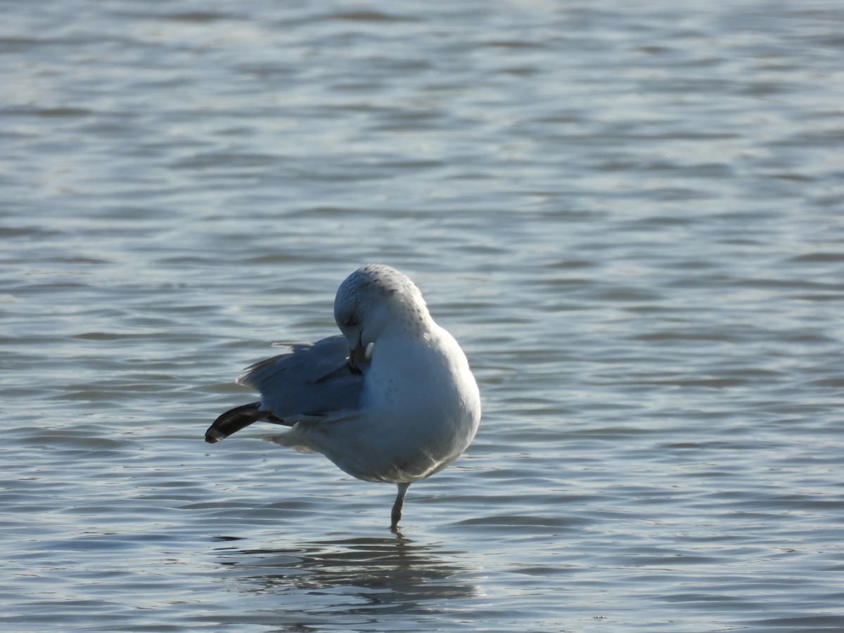 Ring-billed Gull - ML646658904