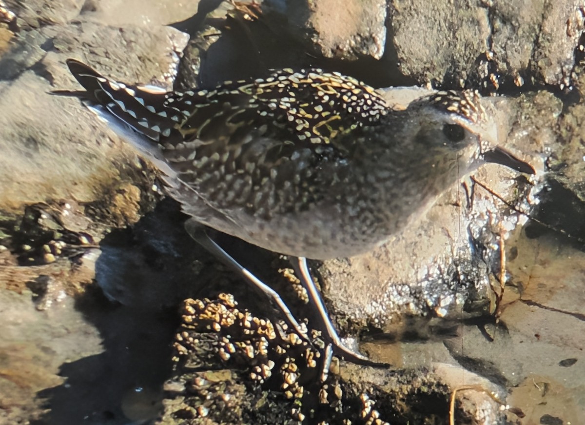 kulík pacifický - ML646658905