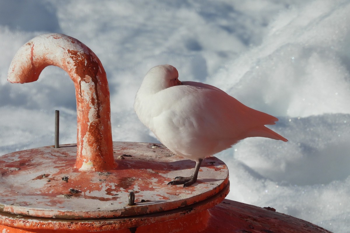 サヤハシチドリ - ML646658906