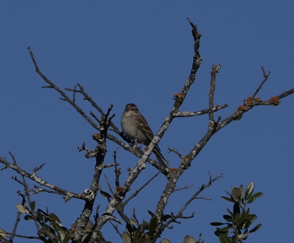 Chipping Sparrow - ML646658909