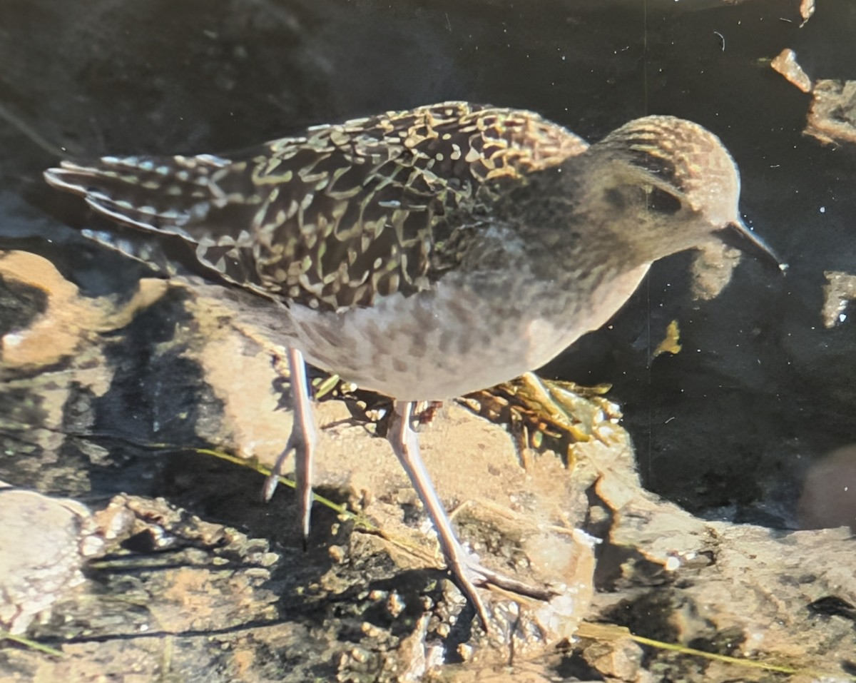 kulík pacifický - ML646658910