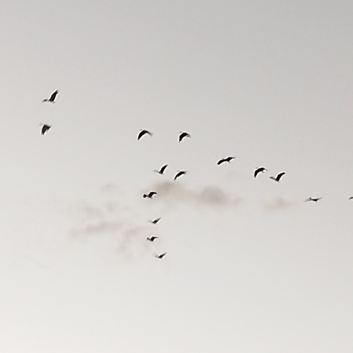 Гололицый ибис - ML646658911