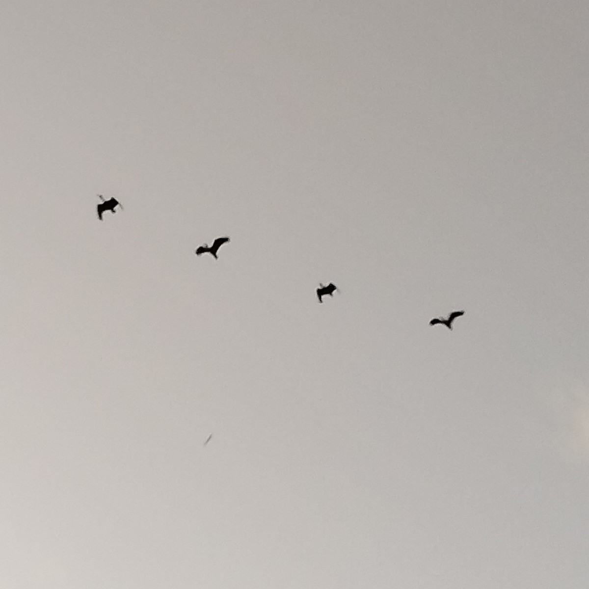 Гололицый ибис - ML646658912