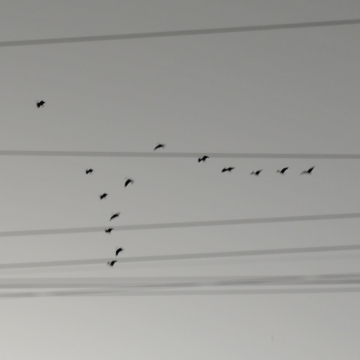 Гололицый ибис - ML646658913