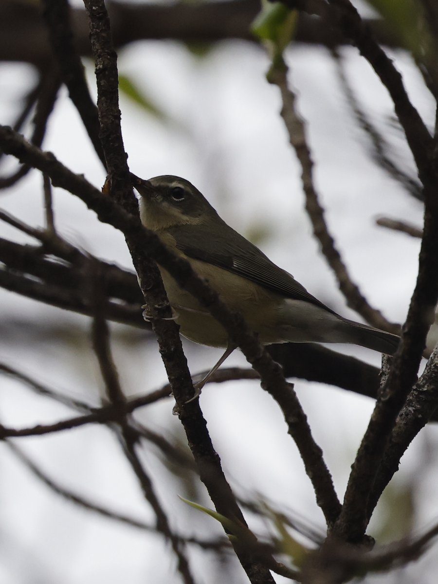 Black-throated Blue Warbler - ML646658917