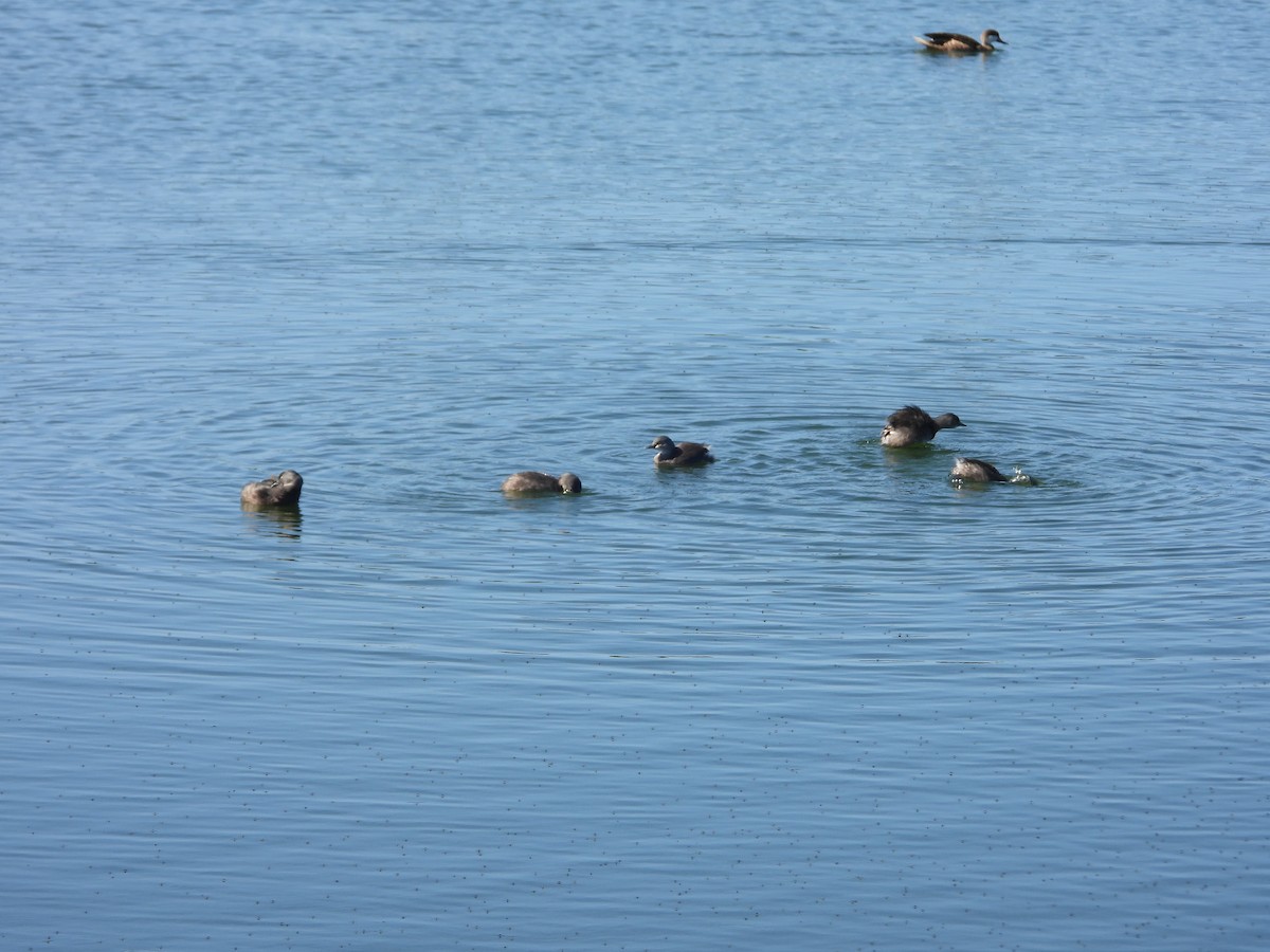 Least Grebe - ML646658918