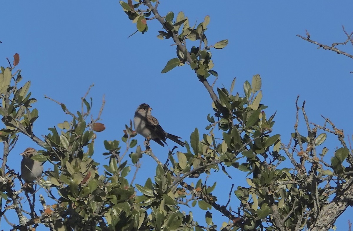 Field Sparrow - ML646658919