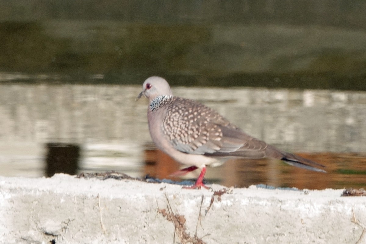 Spotted Dove - ML646658920