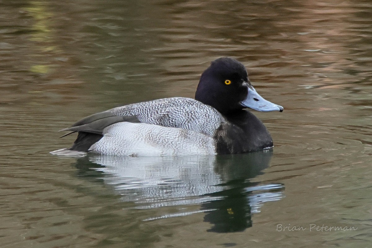 צולל בינוני - ML646658922