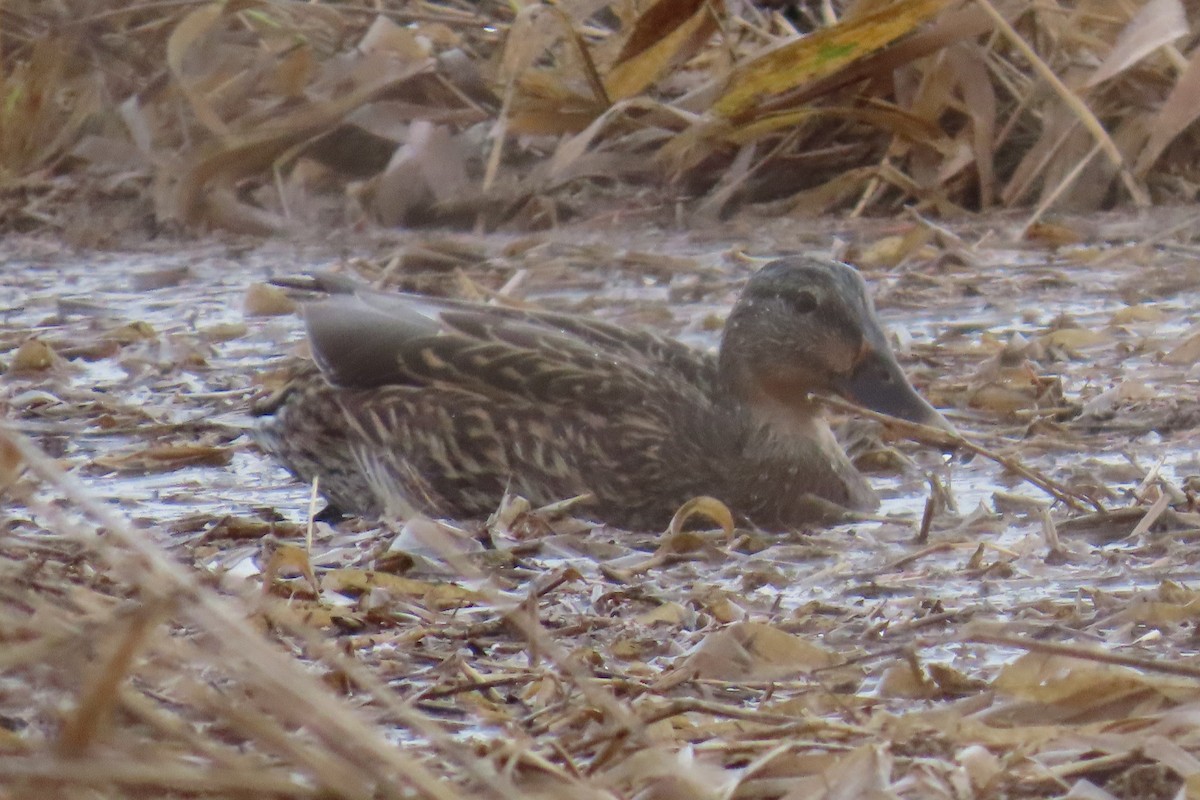 マガモ - ML646658925