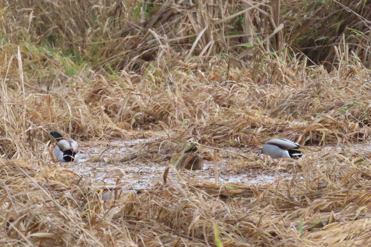 マガモ - ML646658926