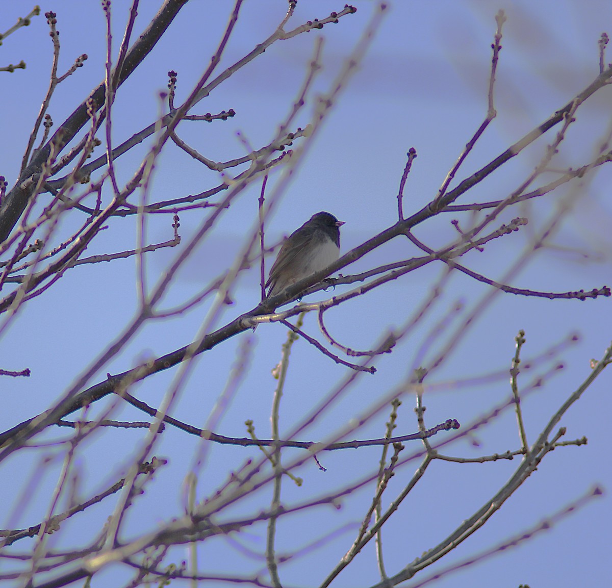 Dark-eyed Junco - ML646658928