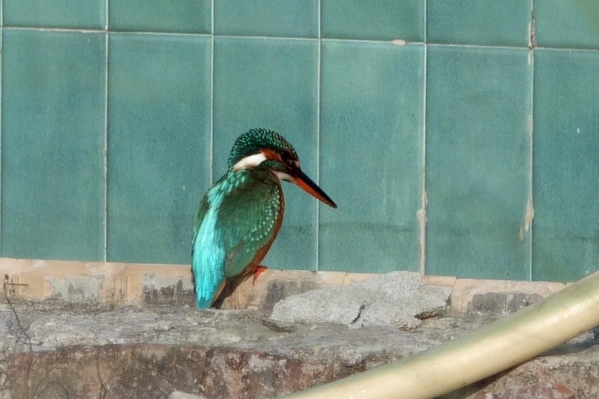 Common Kingfisher - ML646658929
