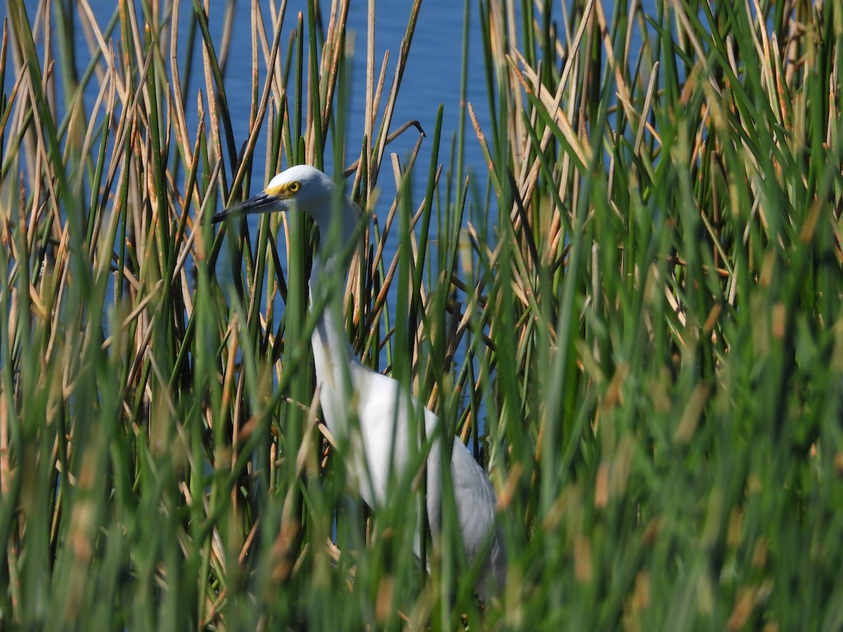 Snowy Egret - ML646658932