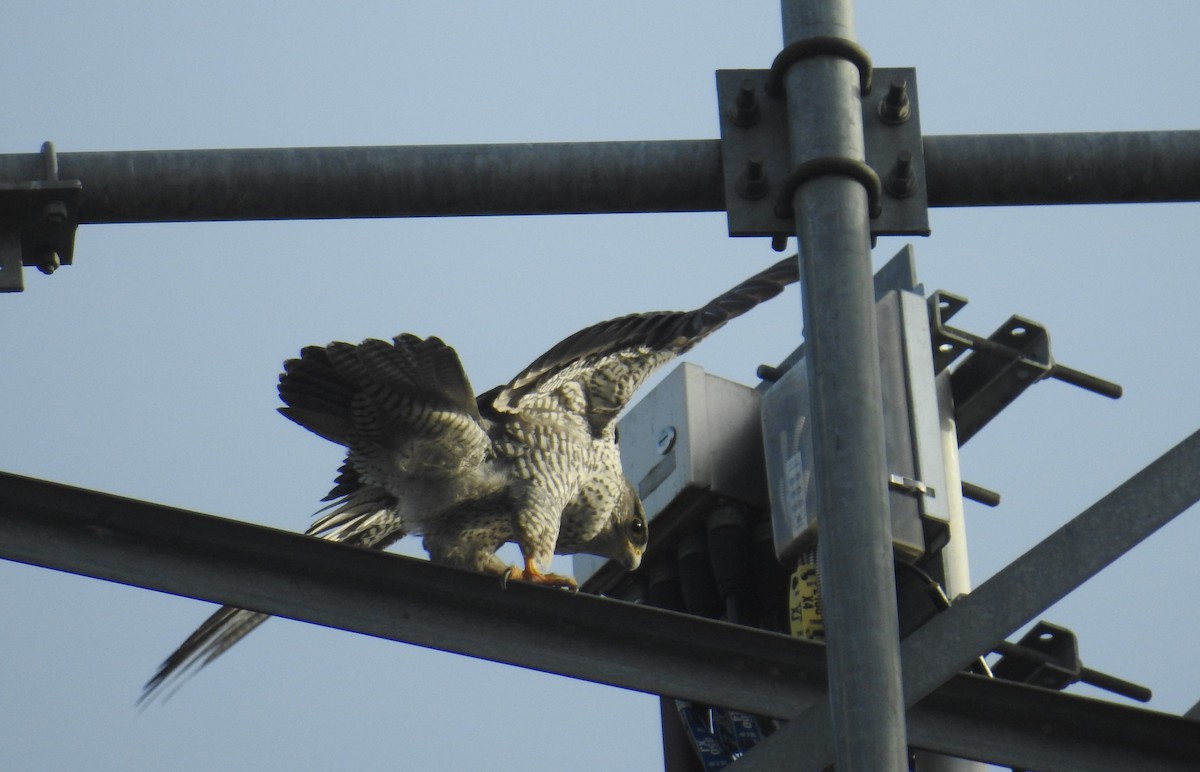 シロハヤブサ - ML646658933